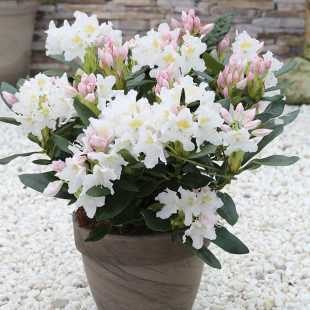 Rhododendron 'Cunningham's White'