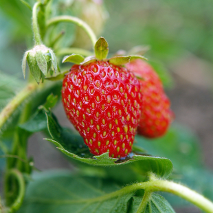 Mein schöner Garten Erdbeere 'Lucky Berry'®