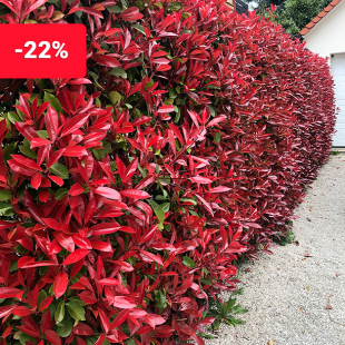 Photinia-Hecke "Red Robin"