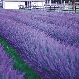 Lavendel "Phenomenal®", 3 Pflanzen