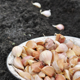 Knoblauch stecken: Wann ist die beste Zeit?