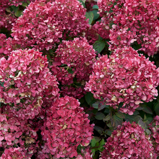 Mein schöner Garten Rispenhortensie 'Diamond Rouge'