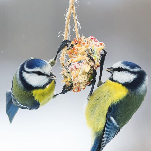 Vögel füttern: Die 3 größten Fehler