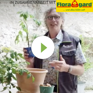 Tomaten im Topf pflanzen: So geht’s