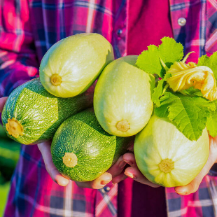 Zucchini: 3 Profi-Tricks für reiche Ernten