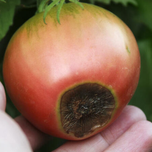 Braune Flecken an Tomaten – was tun?