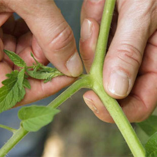 Die besten Gartentipps für den Nutzgarten