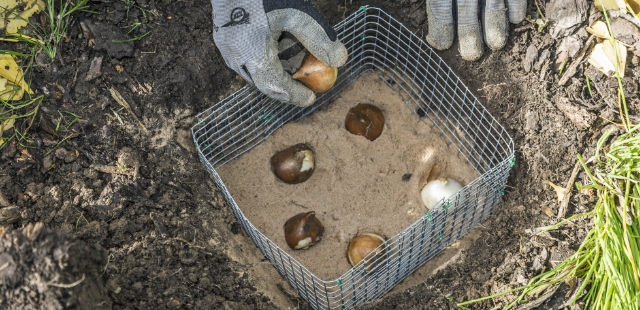 Die 3 wichtigsten Gartenarbeiten im Oktober