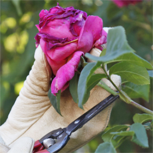 Gartentipps Ziergarten