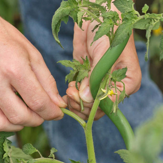 Tomaten ausgeizen
