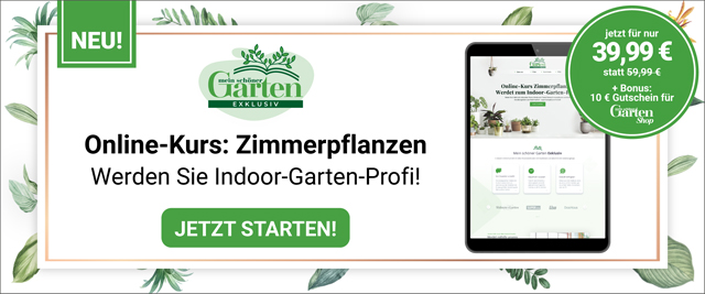 Banner Onlinekurs Zimmerpflanzen