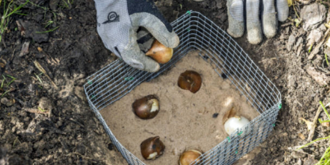 Die 3 wichtigsten Gartenarbeiten im Oktober 