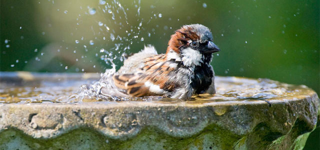 Natrurschutz im Juni