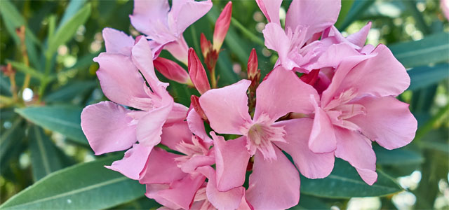 Oleander überwintern