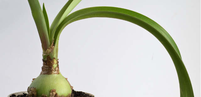 Die Amaryllis hat nur Blätter und keine Blüte? Das sind 5 häufige Gründe 