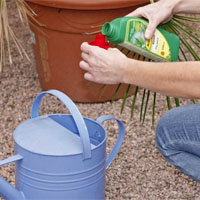 Gartentipps Balkon und Terrasse im Juli