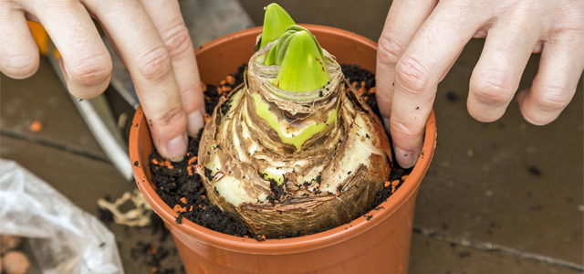 Amaryllis einpflanzen: Darauf müssen Sie achten