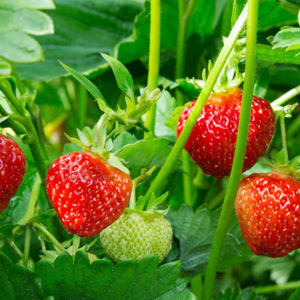 Mischkultur bei Erdbeeren