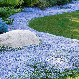 Isotoma 'Blue Foot'®, 3 Pflanzen