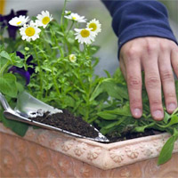 Gartentipps für Terrasse und Balkon im Mai