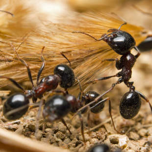 Ameisen bekämpfen: Was funktioniert wirklich?