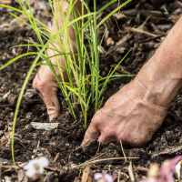 Praxistipps für den Ziergarten im April