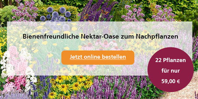 Angebote aus dem Mein schöner Garten-Shop