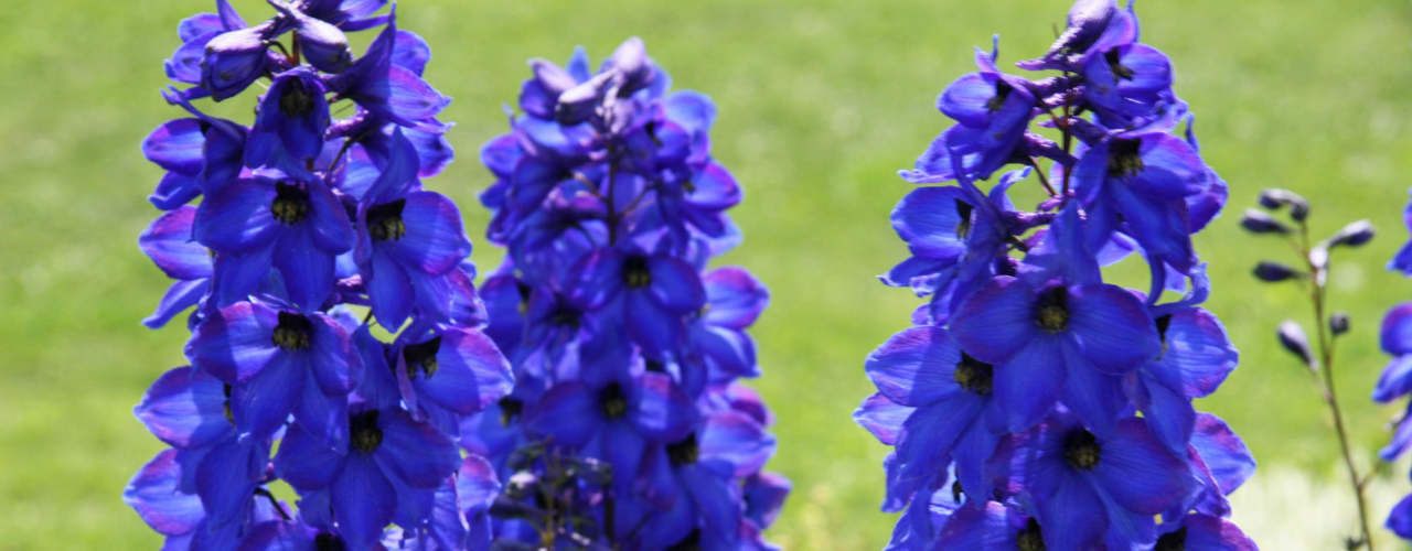 Rittersporn Blüte