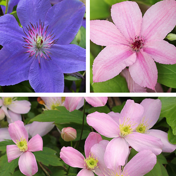 Waldrebe 'Clematis Trio'