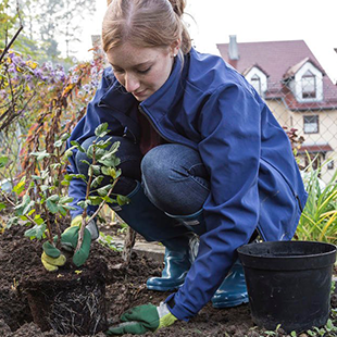 Beerensträucher pflanzen: So geht’s richtig