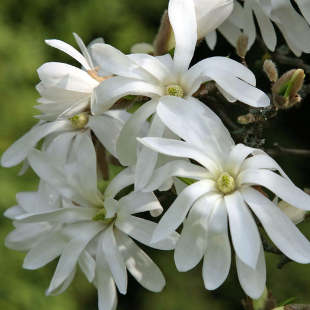 Diese 3 Pflanzen verzaubern im März jeden Garten 