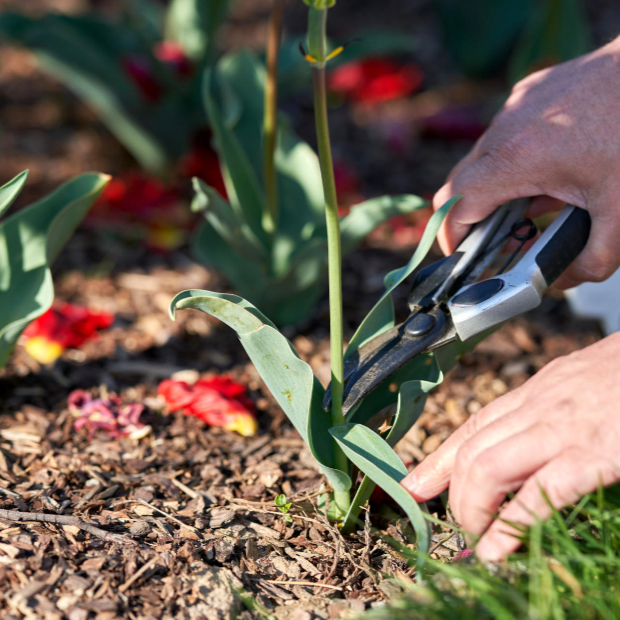 Verblühte Tulpen abschneiden