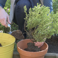 Gartentipps für Terrasse und Balkon im März