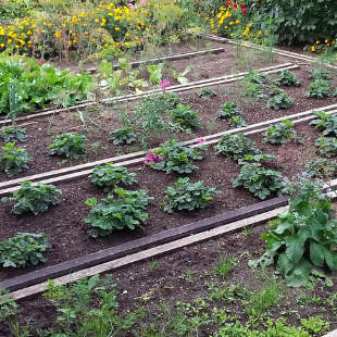 Gemüse anbauen: Tipps für die Anbauplanung