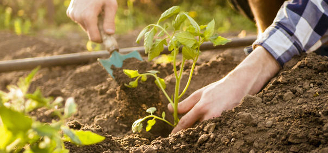 Gartenkalender: Was mache ich wann im Garten?