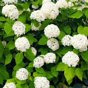 Mein schöner Garten Ballhortensie 'Annabelle'