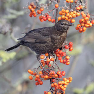 Naturschutz im November