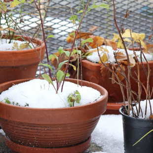 Pflanzen im Winter gießen: Wann und wie viel?