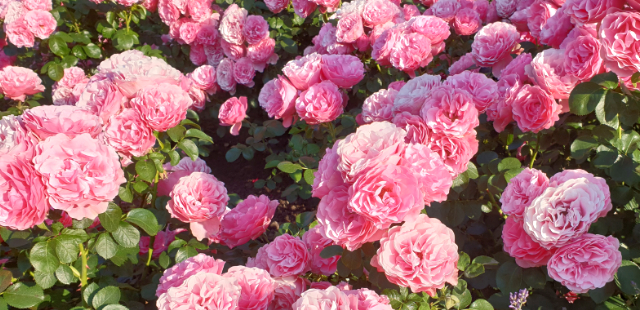 Rosen: 3 Tipps für üppige Blütenpracht