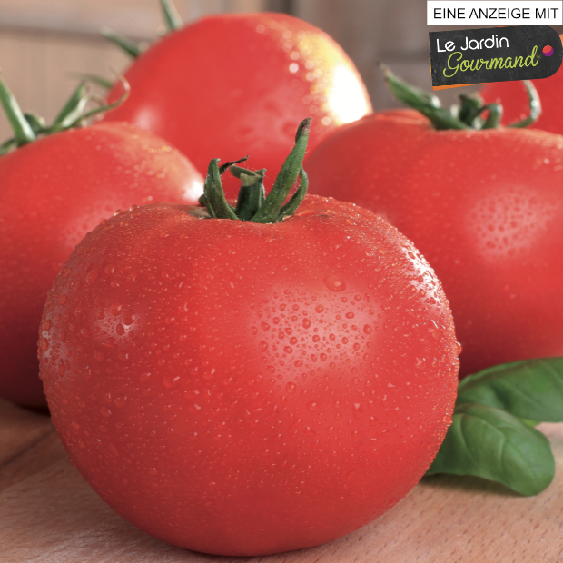 Tomaten pflanzen und genießen