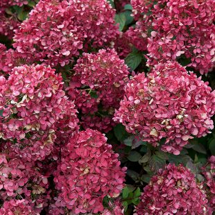 Mein schöner Garten Rispenhortensie 'Diamond Rouge'