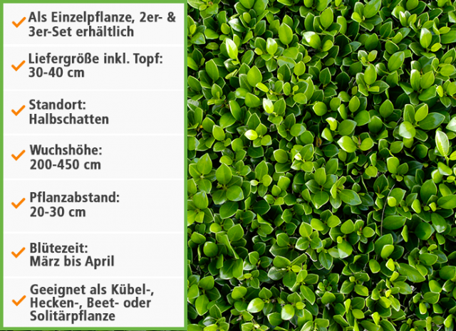 Mein schöner Garten Buchsbaum-Kugel Infobox