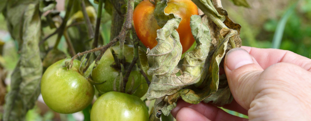Braunfäule an Tomaten