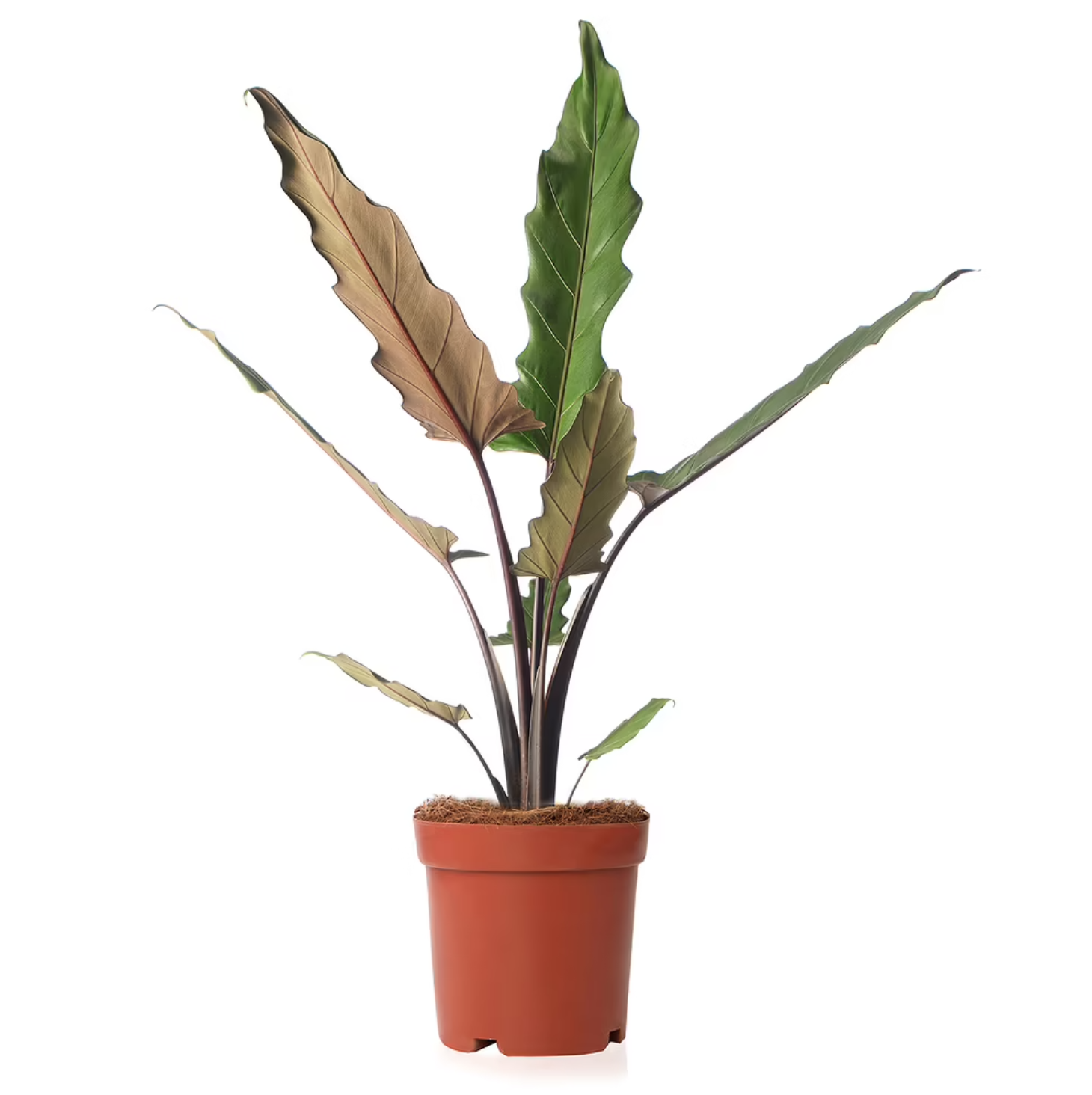 Alocasia lauterbachiana