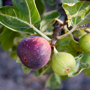 Feigenbaum