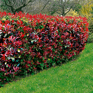 Photinia Hecken-Set "Trend", 10 Pflanzen