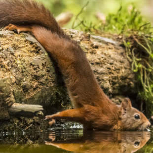 Eichhörnchen: 3 Fakten über die putzigen Nager