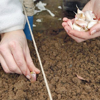 Knoblauch im Herbst noch pflanzen