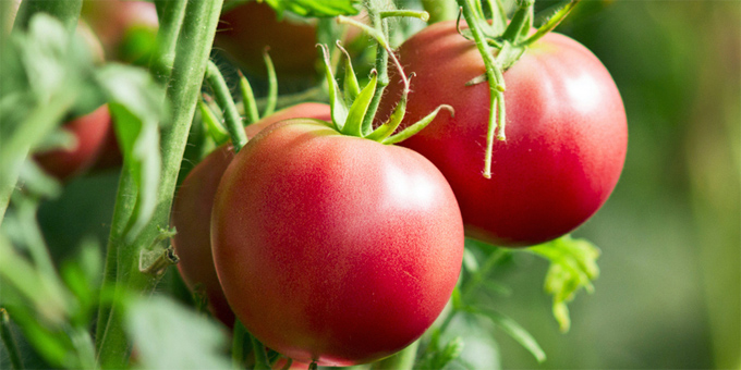 Tomaten anbauen: Die 5 häufigsten Fehler