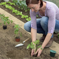 Tomatenpflanzen setzen